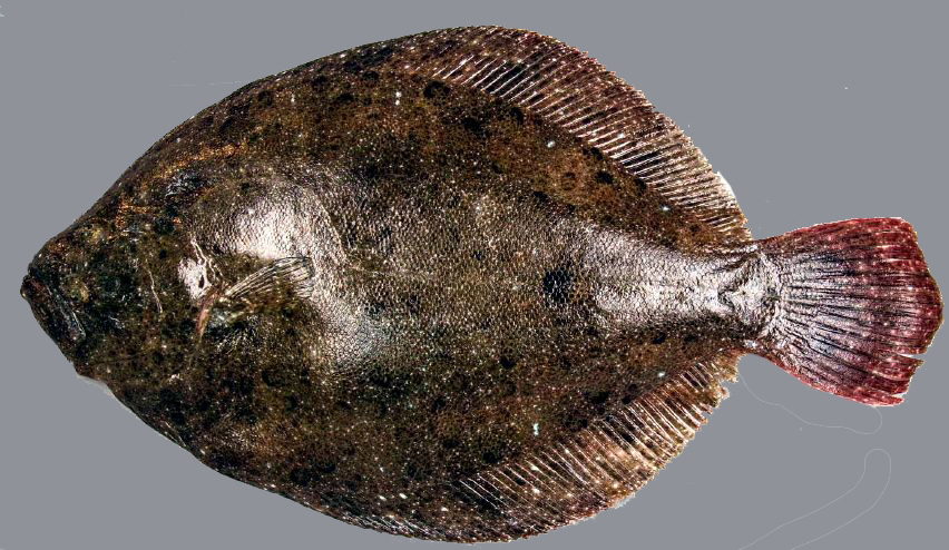 Scophthalmus rhombus_06.jpg